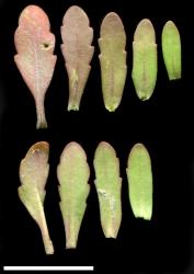 Veronica peregrina var. peregrina. Leaf transition from basal (left) to cauline (right), adaxial (upper row) and abaxial (lower row). Scale = 10 mm. Image: P.J. Garnock-Jones © Te Papa CC-BY-NC 3.0 NZ